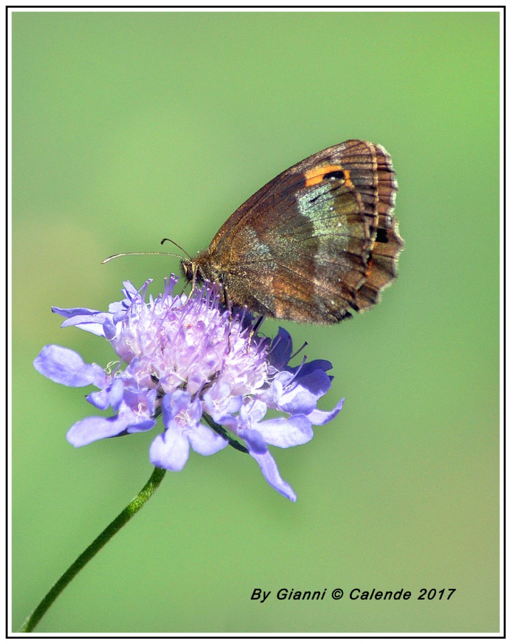 Da confermare Erebia aethiops♀ Nymphalidae